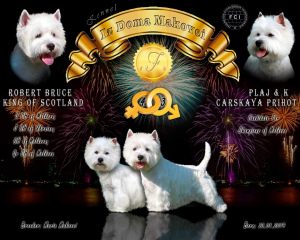 Photo №4. I will sell west highland white terrier in the city of Tiraspol. from nursery - price - 551$