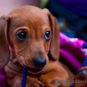 Photo №1. dachshund - for sale in the city of Hartford | 600$ | Announcement № 109918