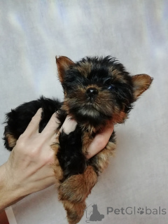 Photo №3. Miniature Yorkie puppies.. Lithuania