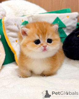 Photo №4. I will sell british shorthair in the city of Berlin. breeder - price - negotiated