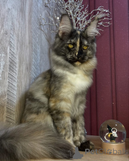 Photo №4. I will sell maine coon in the city of Aston.  - price - negotiated