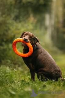 Photo №2 to announcement № 156854 for the sale of labrador retriever - buy in Russian Federation private announcement