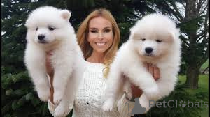 Photo №1. samoyed dog - for sale in the city of Devonside | negotiated | Announcement № 136196