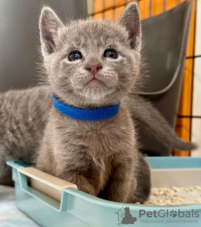 Photo №2 to announcement № 84044 for the sale of russian blue - buy in United States private announcement