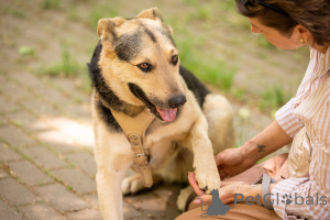 Photo №3. Barry is looking for his man!. Russian Federation