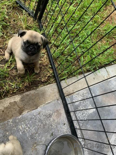 Photo №2 to announcement № 56608 for the sale of pug - buy in Germany private announcement