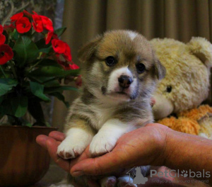 Photo №1. welsh corgi - for sale in the city of Penza | 1035$ | Announcement № 22490