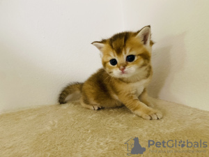 Photo №2 to announcement № 114177 for the sale of british shorthair - buy in Czech Republic breeder