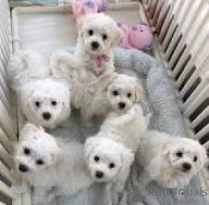 Photo №1. maltese dog - for sale in the city of City of London | 723$ | Announcement № 165569