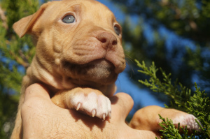 Additional photos: Pit bull kennel LOVELY HEARTS, puppies
