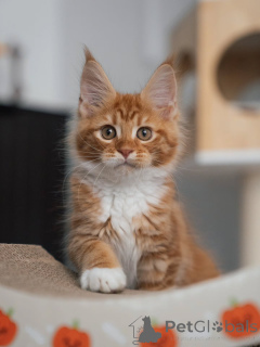 Photo №2 to announcement № 177833 for the sale of maine coon - buy in Netherlands breeder