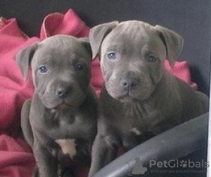 Photo №1. american staffordshire terrier - for sale in the city of Ulm | 150$ | Announcement № 129769