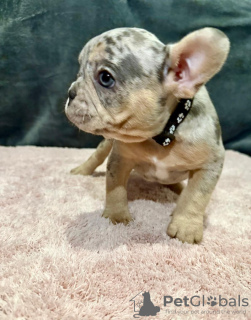 Photo №3. Щенки французского бульдога. Germany