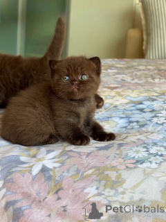 Photo №1. british shorthair - for sale in the city of Linz | negotiated | Announcement № 175233