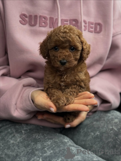 Photo №2 to announcement № 159567 for the sale of maltipu - buy in Netherlands private announcement