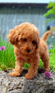 Photo №1. poodle (toy) - for sale in the city of Helsinki | Is free | Announcement № 160314