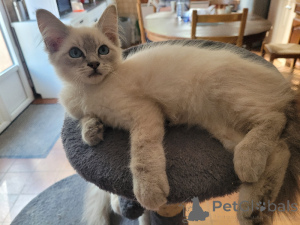Photo №1. ragdoll - for sale in the city of Antwerp | Is free | Announcement № 174018