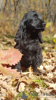 Photo №4. I will sell  in the city of Khabarovsk. breeder - price - 456$