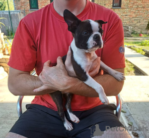 Photo №4. I will sell boston terrier in the city of Belgrade. private announcement - price - negotiated