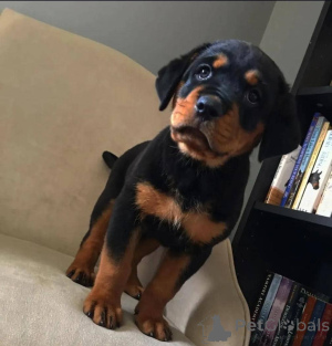 Photo №1. rottweiler - for sale in the city of Virginia | 750$ | Announcement № 165217