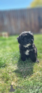 Photo №1. maltipu - for sale in the city of Berlin | 847$ | Announcement № 149839