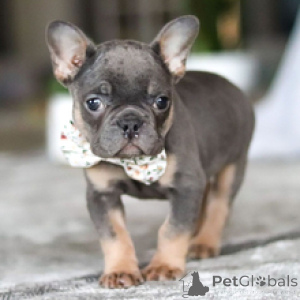 Photo №4. I will sell french bulldog in the city of Frankfurt. private announcement - price - 465$