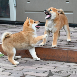 Photo №1. shiba inu - for sale in the city of Helsinki | negotiated | Announcement № 118952