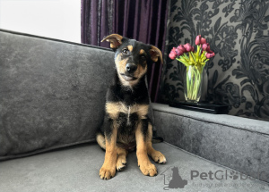 Photo №2 to announcement № 101238 for the sale of non-pedigree dogs - buy in Belarus private announcement