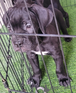 Photo №1. cane corso - for sale in the city of Al Ain | negotiated | Announcement № 145597