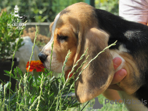 Photo №1. beagle - for sale in the city of Приморск | 752$ | Announcement № 11548