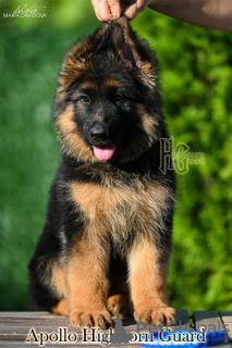 Photo №3. Long-haired German shepherd puppy. All documents. Delivery abroad. Ukraine