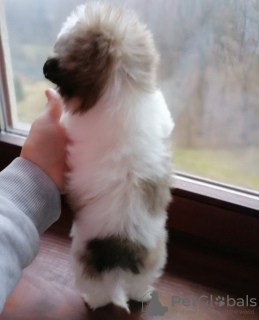 Photo №1. shih tzu - for sale in the city of Linz | negotiated | Announcement № 127459