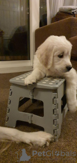 Photo №3. Chipped and Tested Golden Retriever Puppies available now. Netherlands