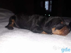 Photo №1. dachshund - for sale in the city of Rostov-on-Don | 400$ | Announcement № 478
