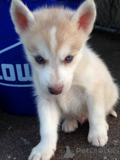Photo №1. siberian husky - for sale in the city of Chambéry | 754$ | Announcement № 172201