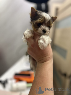 Photo №3. Cachorros Yorkie disponibles para la venta. Finland