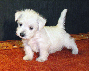 Photo №1. west highland white terrier - for sale in the city of Minsk | 400$ | Announcement № 329
