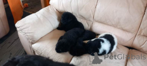 Photo №1. newfoundland dog - for sale in the city of Cuijk | 392$ | Announcement № 166928