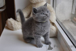Photo №1. british shorthair - for sale in the city of ZWICAU | 329$ | Announcement № 149187