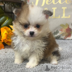 Photo №1. pomeranian - for sale in the city of Bayerisch Eisenstein | 329$ | Announcement № 152923