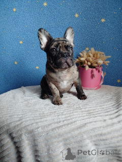 Photo №4. I will sell french bulldog in the city of Minsk. private announcement - price - 516$