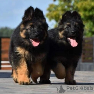 Photo №1. non-pedigree dogs - for sale in the city of Jork | negotiated | Announcement № 123865