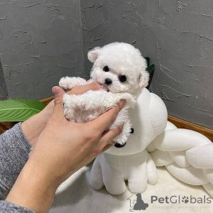 Photo №1. bichon frise - for sale in the city of Lorenzweiler | negotiated | Announcement № 167003