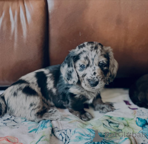 Photo №2 to announcement № 155446 for the sale of dachshund - buy in Luxembourg private announcement