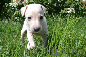 Photo №3. Greyhound puppies for sale. Belarus