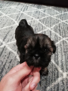 Additional photos: Purebred Shih Tzu puppies.