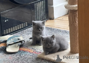 Photo №1. british shorthair - for sale in the city of Helsinki | 413$ | Announcement № 173494