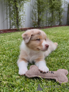 Photo №2 to announcement № 163889 for the sale of australian shepherd - buy in France private announcement, breeder