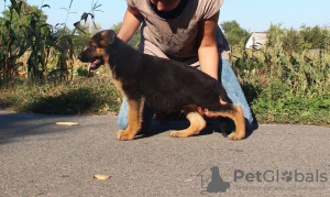 Photo №1. german shepherd - for sale in the city of Kiev | 354$ | Announcement № 7896