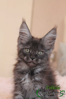 Photo №1. maine coon - for sale in the city of St. Petersburg | 399$ | Announcement № 10377